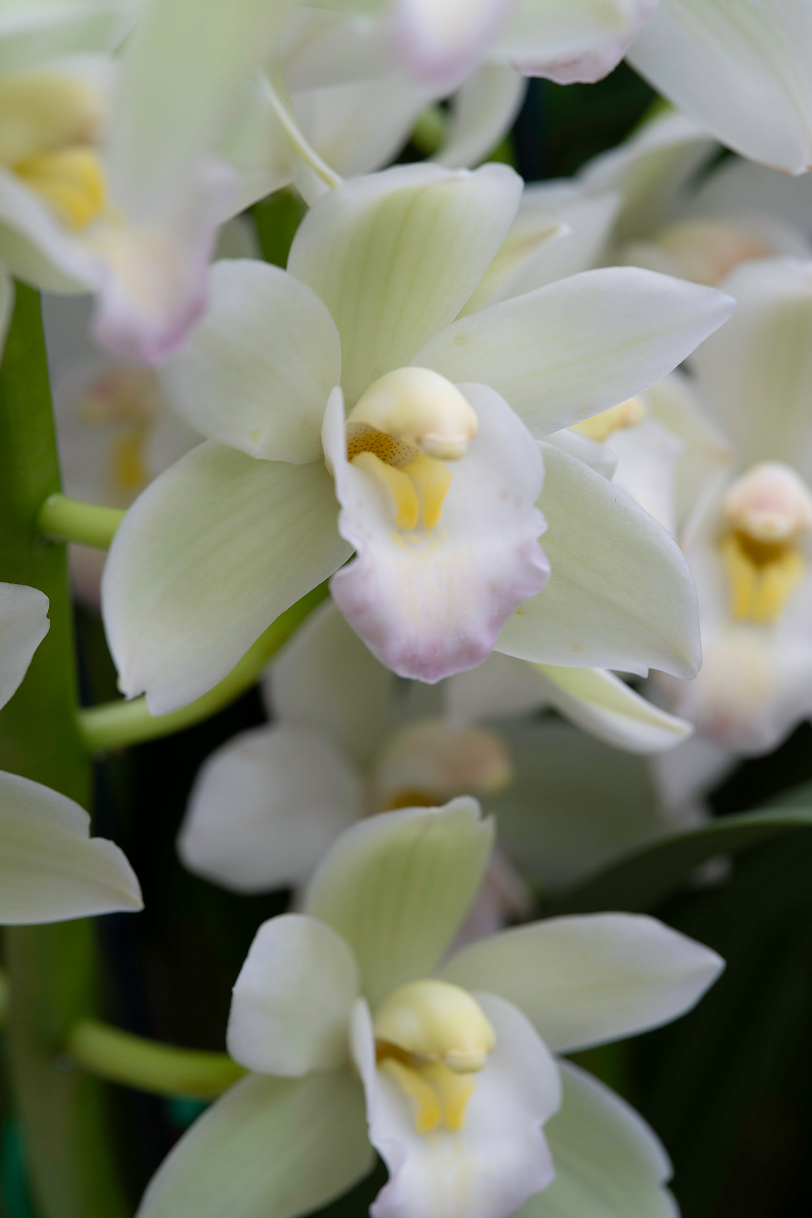 White Orchids